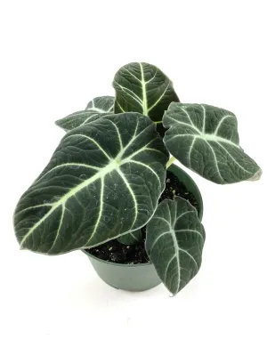 Alocasia Black Velvet